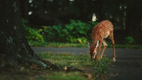 Deer wallpaper