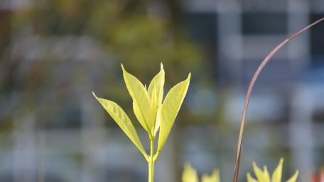 Vibrant Green Leaves in Focus wallpaper