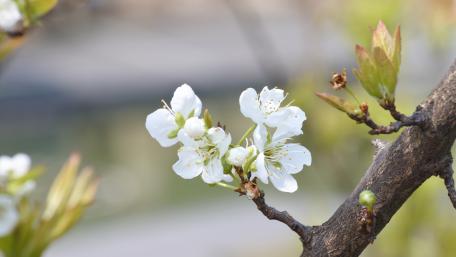 Spring blossom wallpaper
