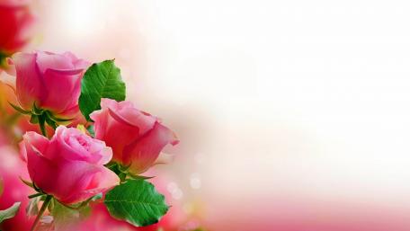 Pink roses wallpaper
