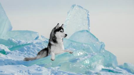 Majestic Siberian Husky on Icy Terrain wallpaper