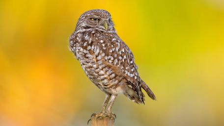 Majestic Owl in Vibrant Background wallpaper