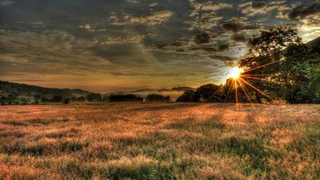 Golden Sunrise Over Tranquil Field wallpaper
