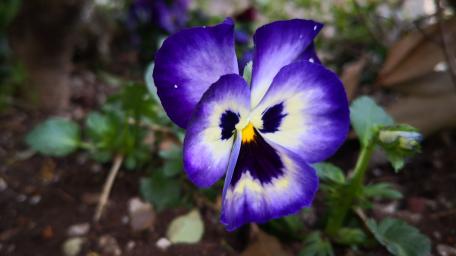 Vibrant Pansy in Bloom wallpaper