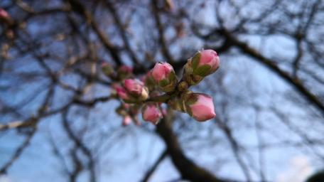Delicate Blossoms Awaiting Spring's Arrival wallpaper