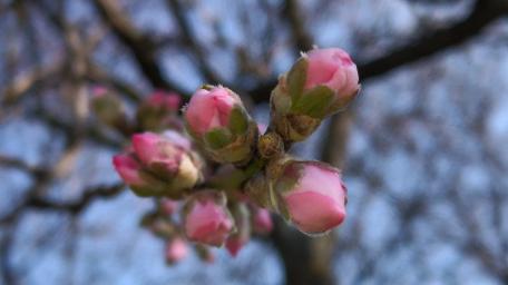Pink Buds Welcoming Spring Beauty wallpaper