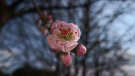 Delicate Pink Blossom Buds Amidst Nature's Background wallpaper