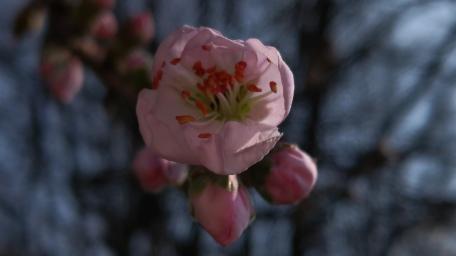 Delicate Pink Blossoms in Spring Glow wallpaper