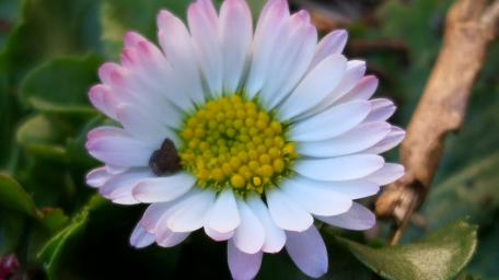 Delicate Blossom with Vibrant Colors wallpaper