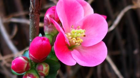 Beautiful Blossoms of Pink Flowers in Bloom wallpaper