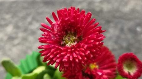 Vibrant Red Flower Blossom Beauty wallpaper