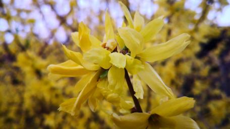 Vibrant Yellow Blossoms in Bloom wallpaper