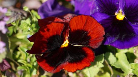 Vibrant Pansy Blooms Captured in Detail wallpaper