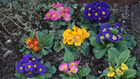 Vibrant Colorful Flowers in Bloom wallpaper