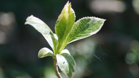 Refreshing Greenery for Your Space wallpaper