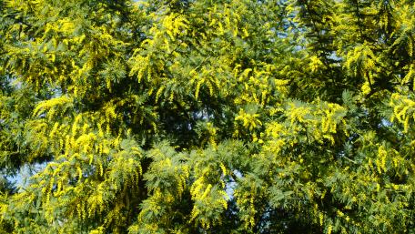 Vibrant Yellow Mimosa Blooms in Nature's Embrace wallpaper