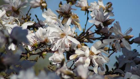 Magnolia flowers wallpaper