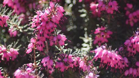 Vibrant Pink Blooms in Nature's Embrace wallpaper