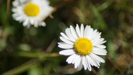 Radiant Daisies in Sunlit Splendor wallpaper