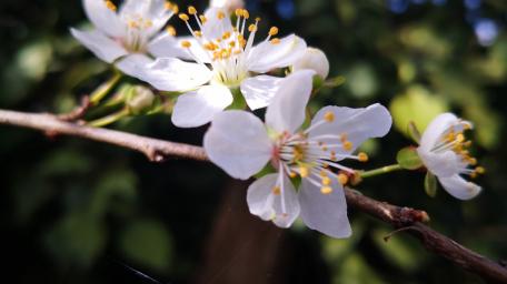 Delicate White Blossom on Branches wallpaper