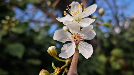 Delicate White Blossom Under Clear Blue Sky wallpaper