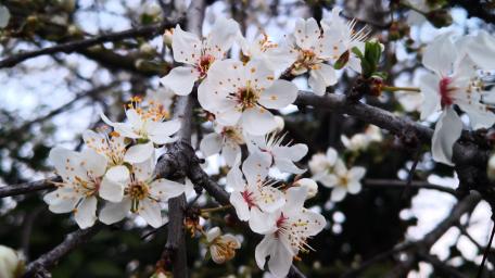 Blossoming Beauty of Cherry Flowers in Springtime wallpaper