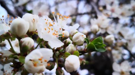 Delicate Blossoms of Springtime Beauty wallpaper