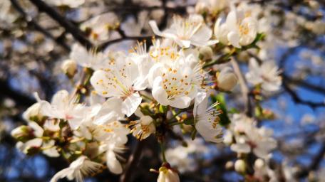 Delicate Blossoms Under a Clear Sky wallpaper