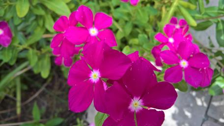 Vibrant Pink Flowers in Bloom wallpaper