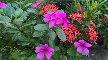 Vibrant Floral Harmony in Nature's Palette wallpaper