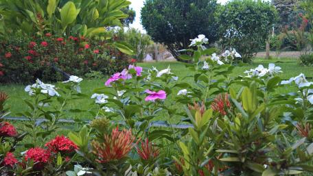 Vibrant Garden Blooms in 4K Quality wallpaper