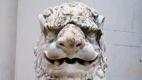 lion head wallpaper
