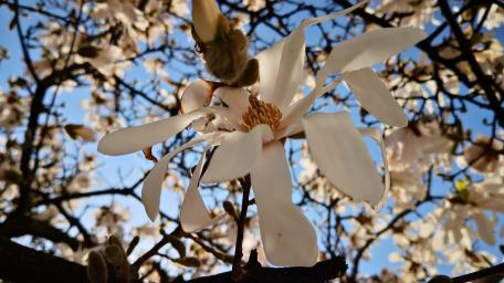 Delicate Magnolia Blossoms in Spring Sunshine wallpaper