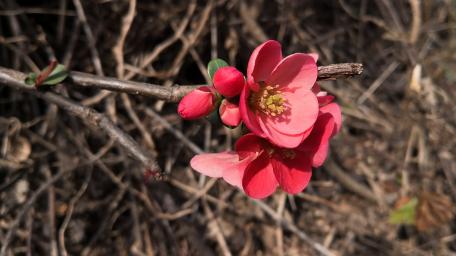 Blooming Beauty of Spring Flowers wallpaper