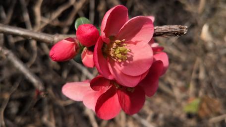 Blossoming Beauty of Pink Flowers wallpaper