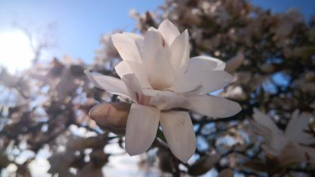 Elegant Magnolia Blossoms Illuminating Spring Sunshine wallpaper