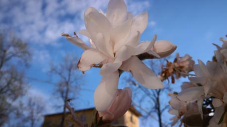 Delicate Magnolia Blossom Against a Blue Sky wallpaper