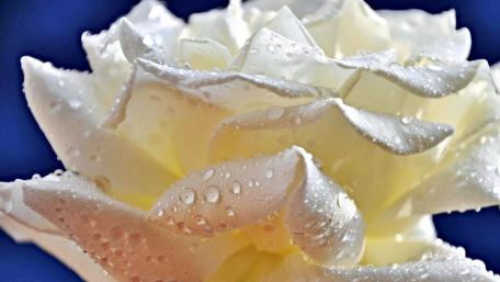 White Rose wallpaper