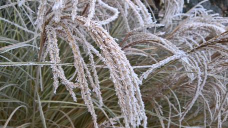 Frosty Grass in Morning Light Displaying Nature's Beauty wallpaper