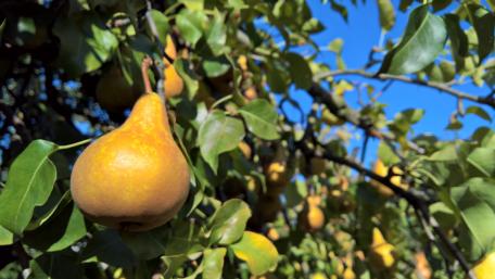 Golden Pears Glimmering Against a Clear Sky wallpaper