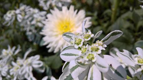 Serene Floral Beauty in Full Bloom wallpaper