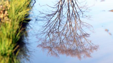 The tree is reflected in the water wallpaper