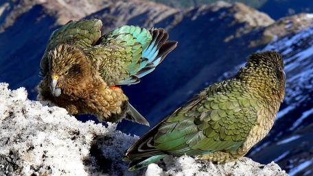 Kea birds on snowy mountain wallpaper