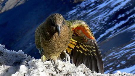 Kea on snowy mountain wallpaper