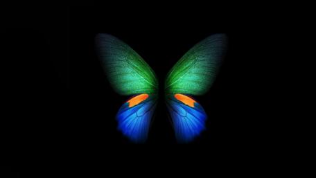 Butterfly wallpaper
