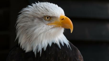 The bald eagle wallpaper