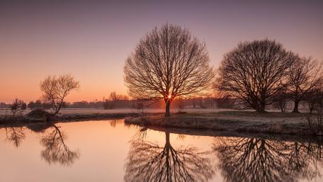 Reflected trees wallpaper