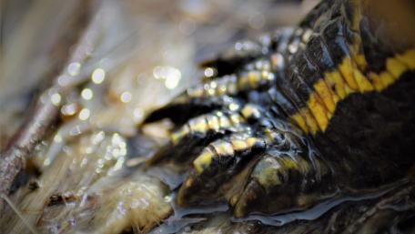 Claws wallpaper