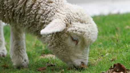 Grazing sheep wallpaper