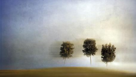 Blurry trees wallpaper